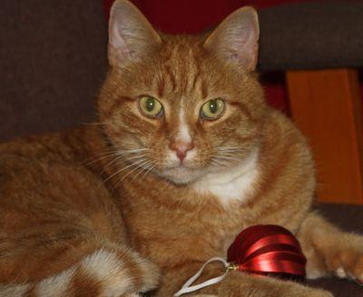 christmas cat 015.JPG