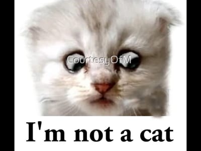 IMG_2590.png