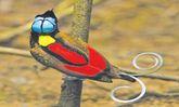 beautifulbirds4.jpg