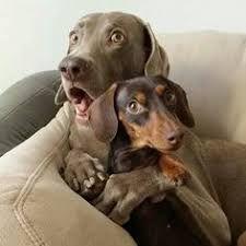 Two Dogs.jpg