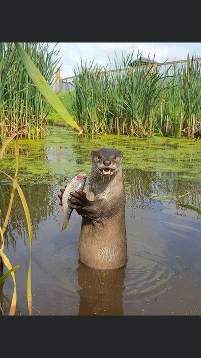 Otter.jpg