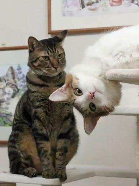 catty.jpg