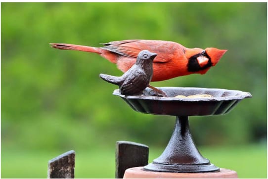 Bird.png