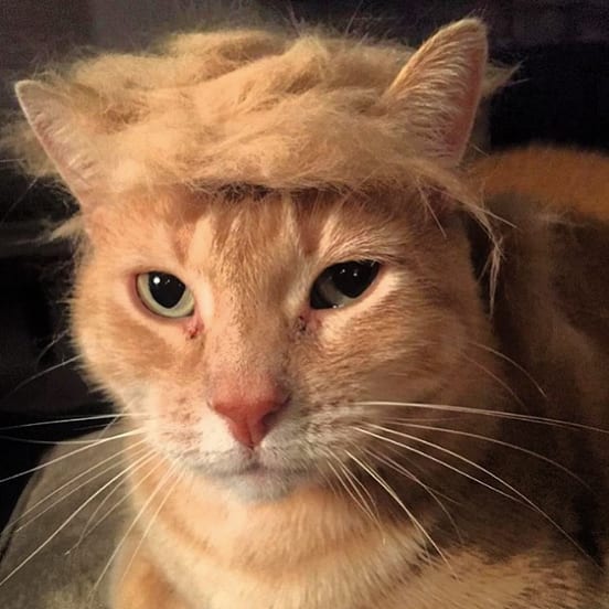 TrumpCat.png