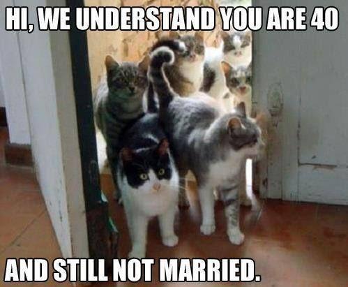 catsforsingles.jpg