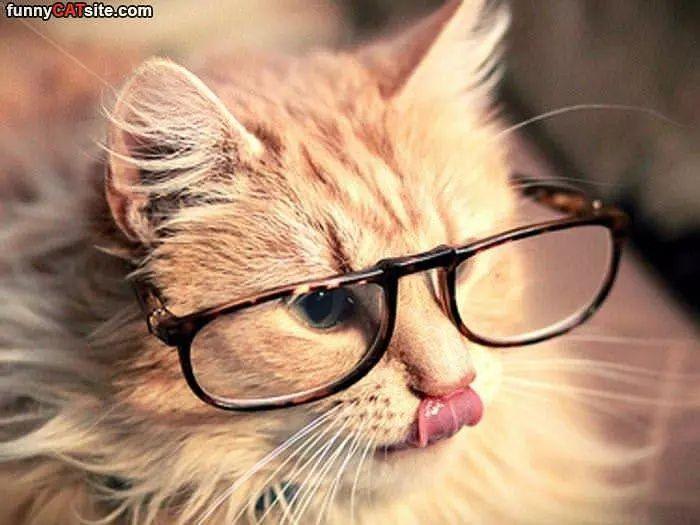Studious_Cat.jpg