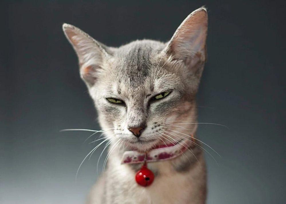 serious.cat.jpg