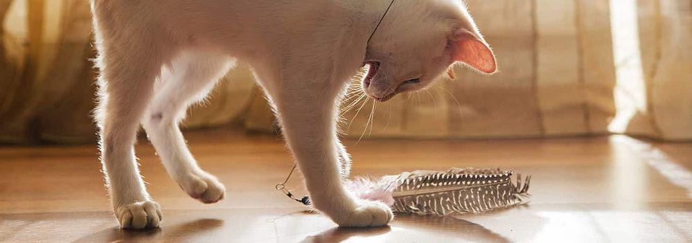 catwithbrush.jpg