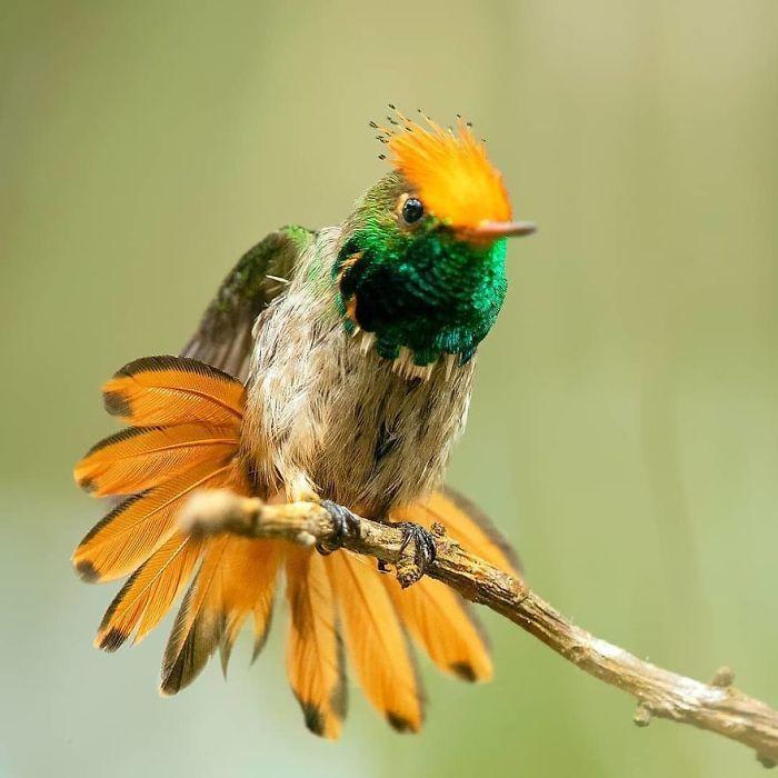 beautifulbirds5.jpg
