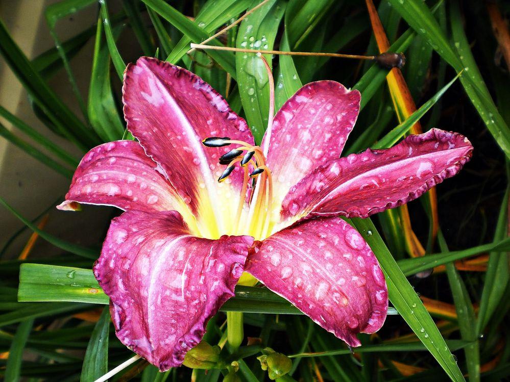 burgundy daylily