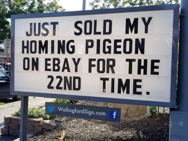 homingpigeon.jpg