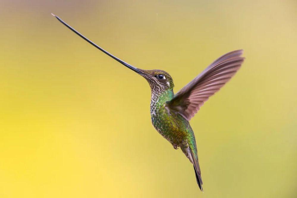 hummingbird.jpg
