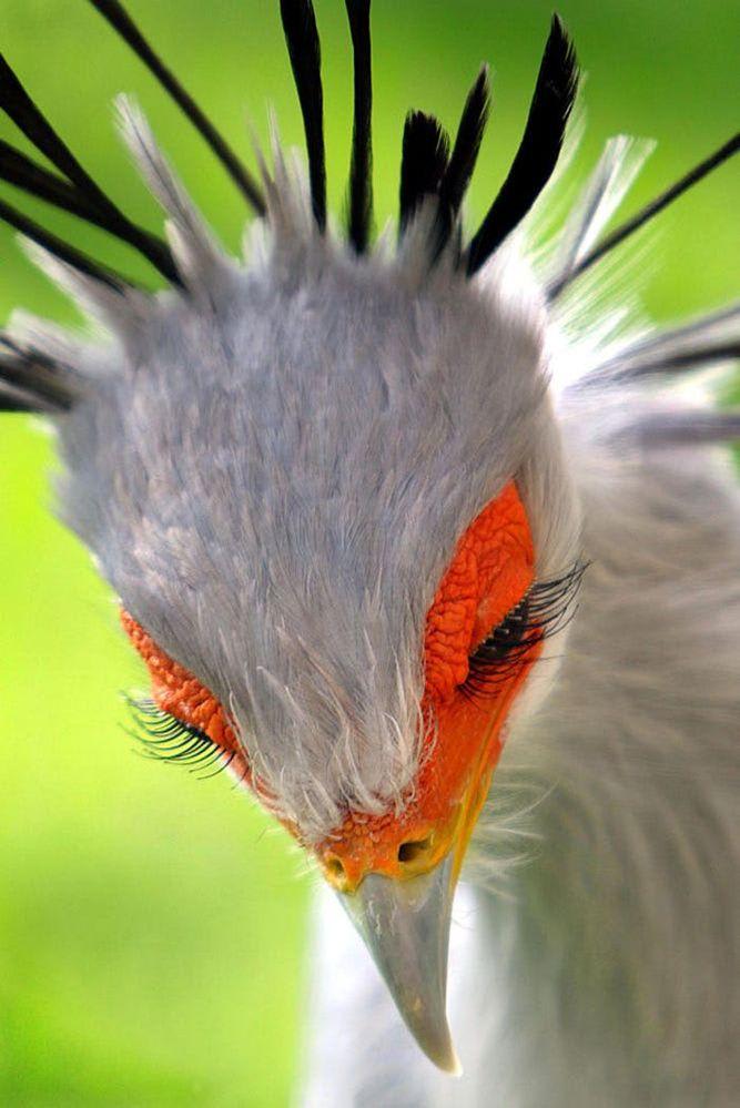 beautifulbirds2.jpg