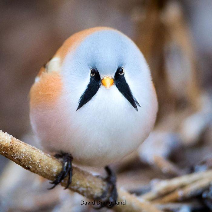 beautifulbirds3.jpg