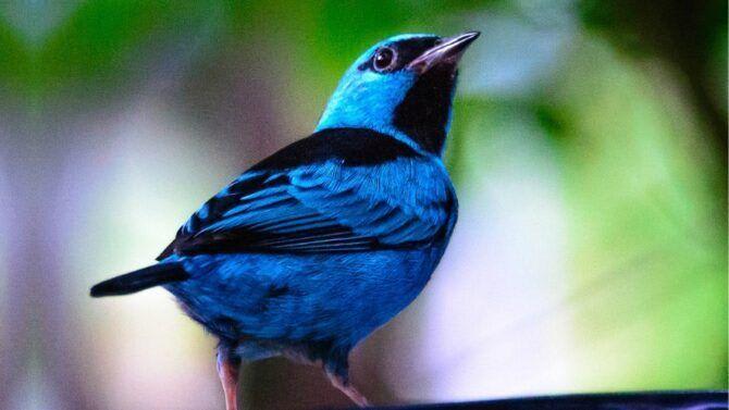 Blue-Bird.jpg