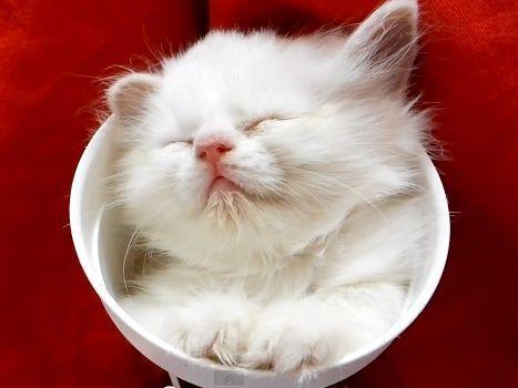 kittenincup2.jpg