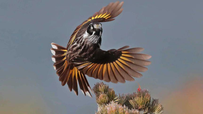 NH honeyeater.jpg