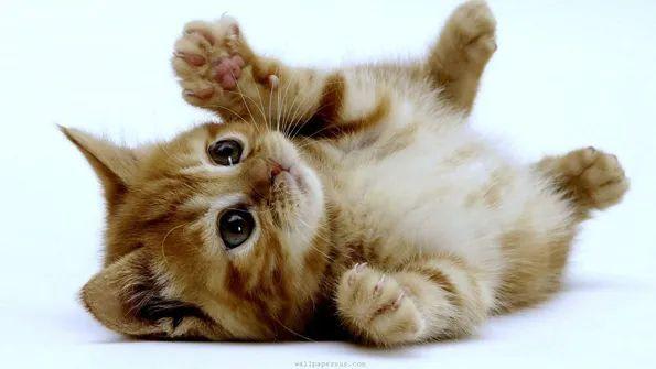 cute-kitty.jpg
