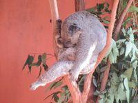 koala asleep 4.jpg