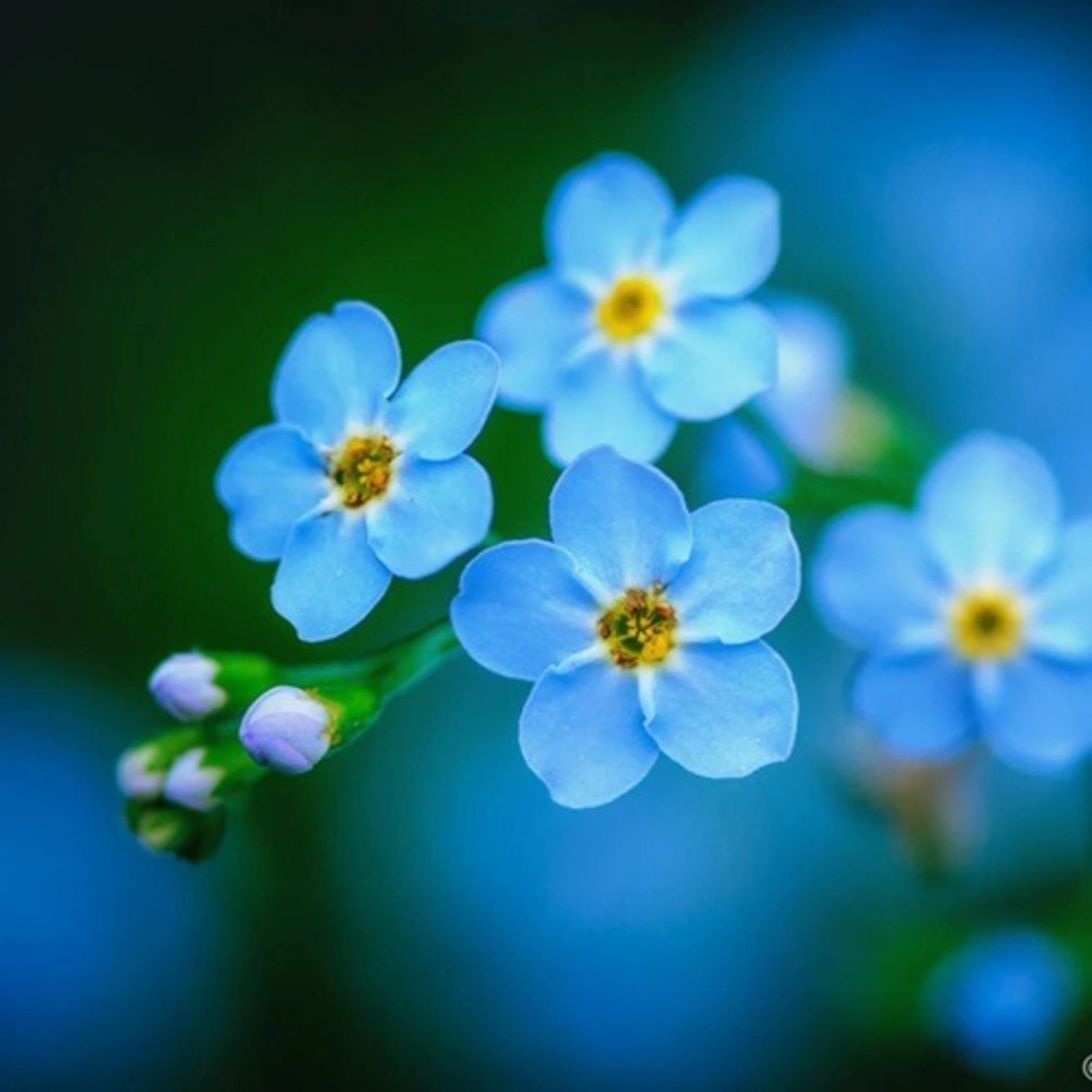 WORK LIFE BALANCE FORGET ME NOTS visual data 3