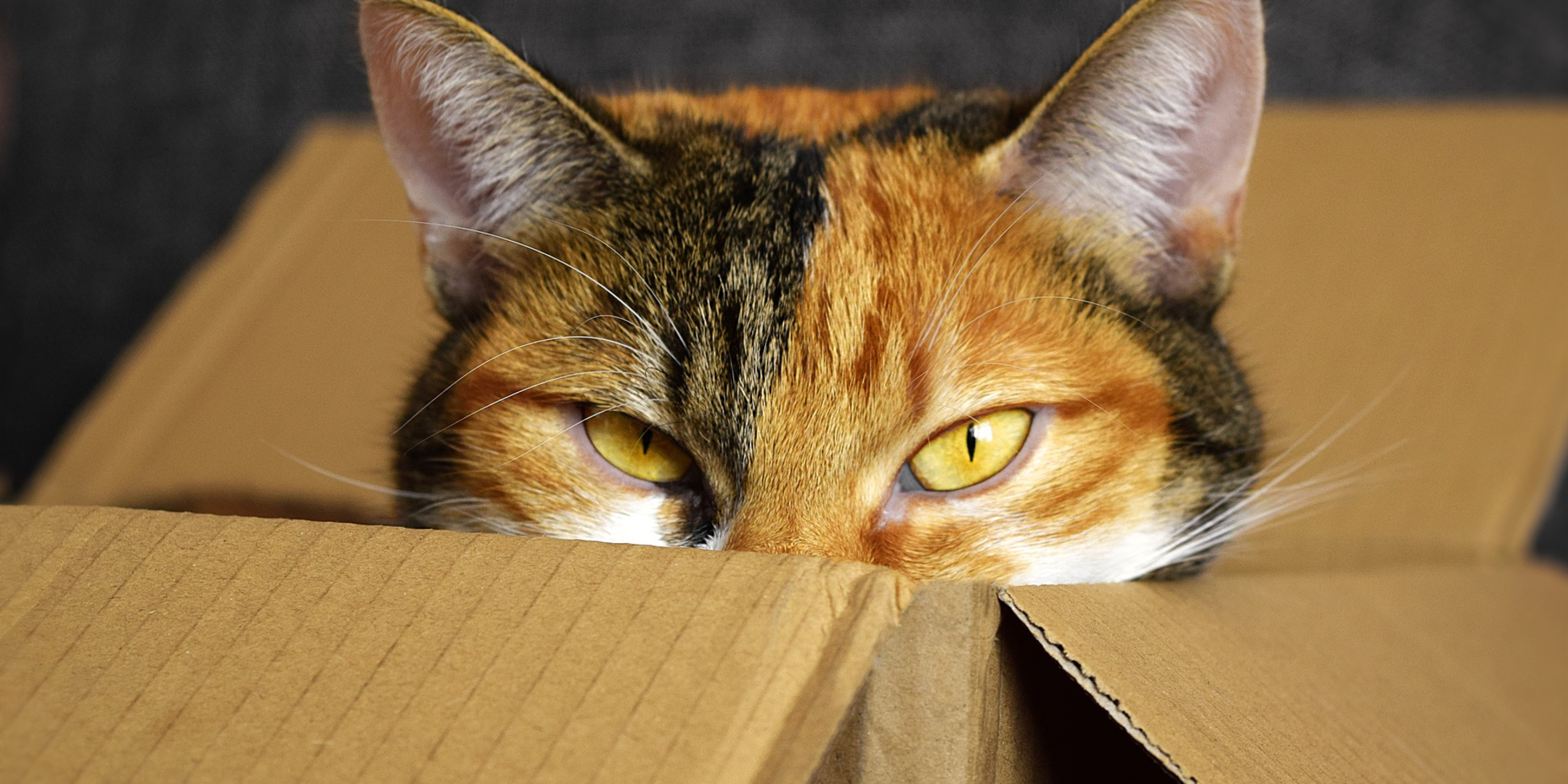 To Understand an Entrepreneur Watch Daredevil & Put a Cat in a Box