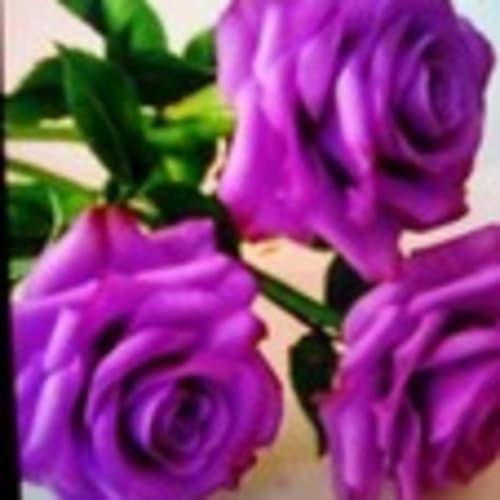 rosesfromparis