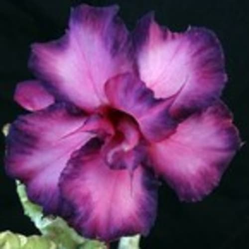 kyles_plants