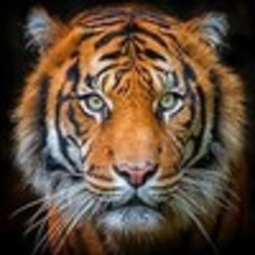 tool-tigers
