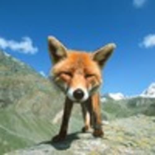 quick*fox
