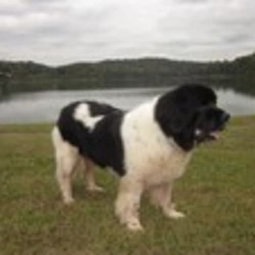 2oldyarddogs