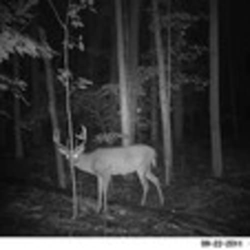 hunting-nutt