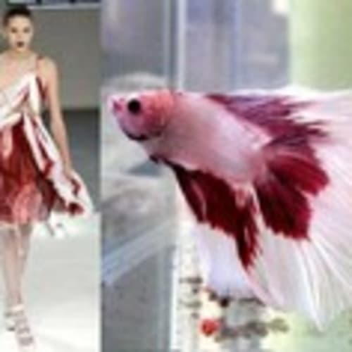 lagunalfish