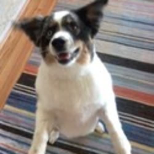 ditchdaisy