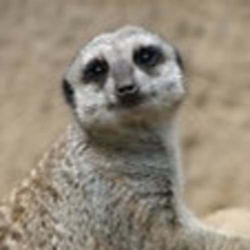 meerkat713