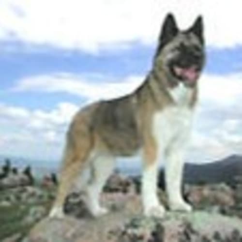 shikidog