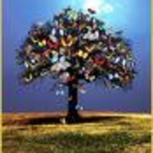 oak-n-butterfly-4-ever