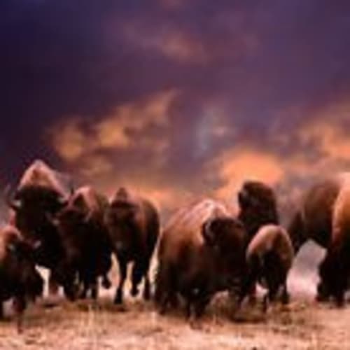 buffaloreincarnations