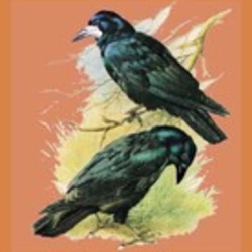 therookandtheraven