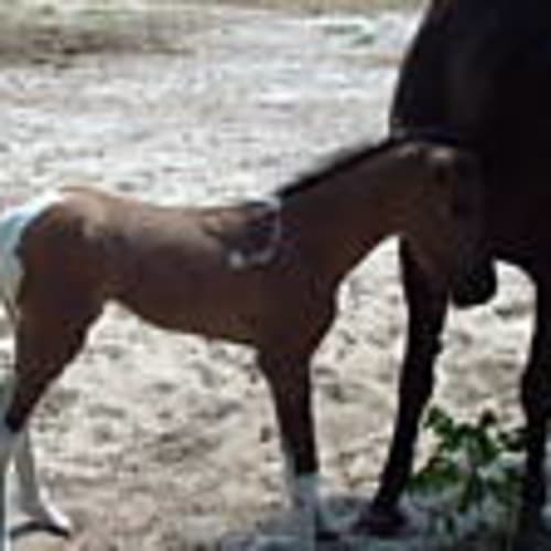 cjshorses1967