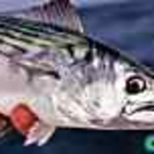 tuna_999
