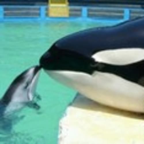 dolphluv824