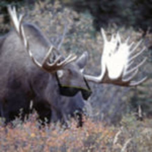 mooseseller32