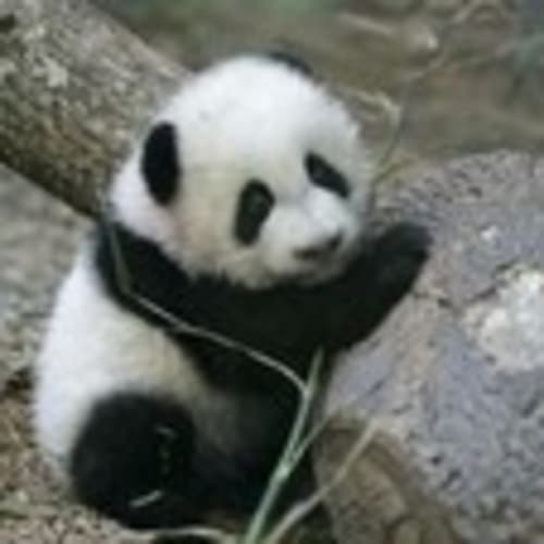 theresamypanda1963