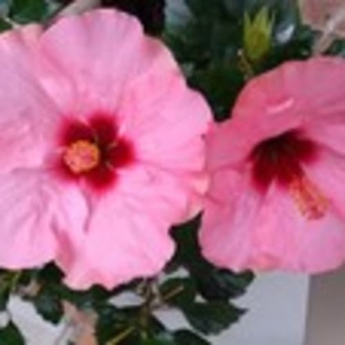 vike-8460
