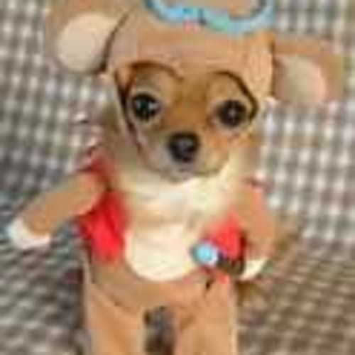 auggiebendoggie