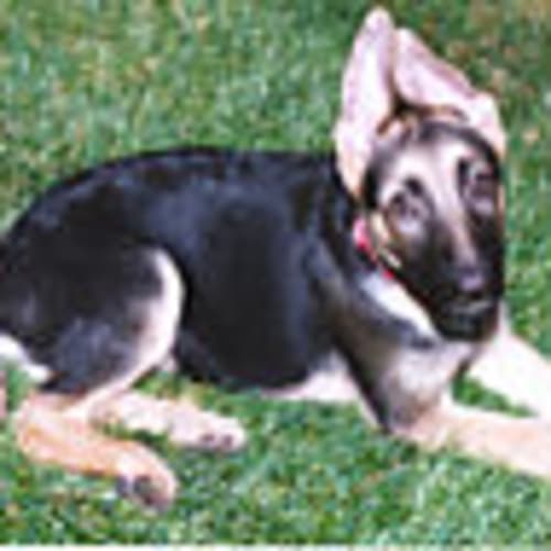 asumendi
