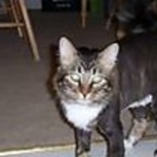 jakethecatsmom