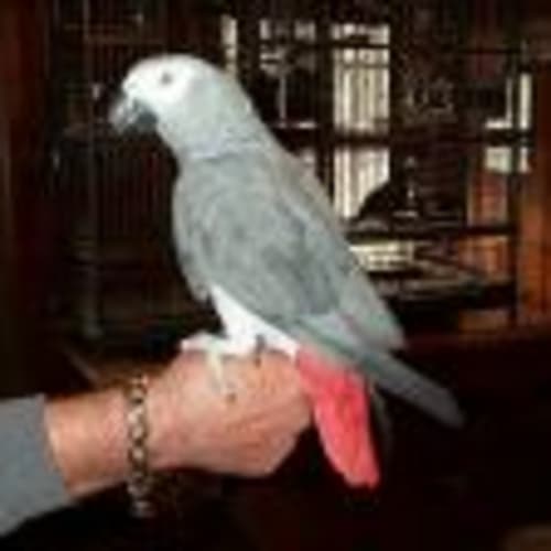 popibird