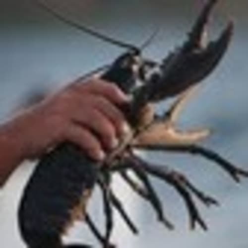 lobstercatcher2007