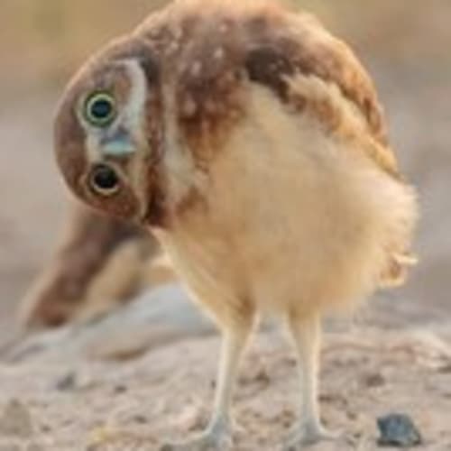 niteowlboutique